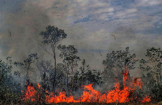 Feuer breitet sich am südamerikanischen Amazonas aus. Brandrodung und Abholzung vernichten riesige Waldbestände. Bild: dpa