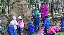 In der Natur gibt es jede Menge zu entdecken: Während der Waldwoche erforschten die Kinder des Kindergartens Limpach zusammen mit ...