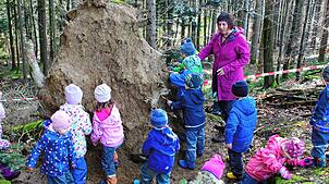 In der Natur gibt es jede Menge zu entdecken: Während der Waldwoche erforschten die Kinder des Kindergartens Limpach zusammen mit ...