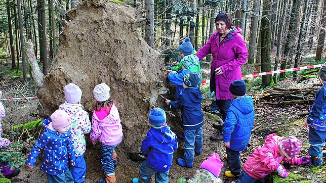 In der Natur gibt es jede Menge zu entdecken: Während der Waldwoche erforschten die Kinder des Kindergartens Limpach zusammen mit ...