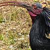 Zoppo war wieder der erste. Im Vorjahr kam der Waldrapp Anfang Mai im geplanten Brutgebiete am Bodensee an, dieses Jahr war der vier ...