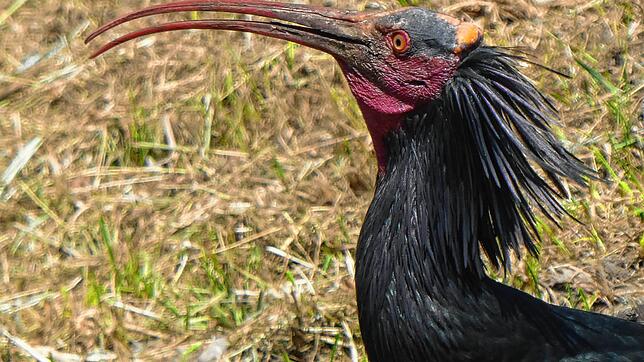 Zoppo war wieder der erste. Im Vorjahr kam der Waldrapp Anfang Mai im geplanten Brutgebiete am Bodensee an, dieses Jahr war der vier ...