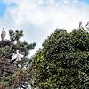 Sie sitzen wieder auf ihren vielen Nestern im Ortsteil Böhringen: Viele Störche sind bereits aus ihren Winterquartieren zurückgekehrt.