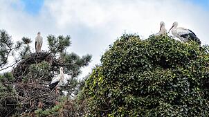 Sie sitzen wieder auf ihren vielen Nestern im Ortsteil Böhringen: Viele Störche sind bereits aus ihren Winterquartieren zurückgekehrt.