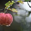 Ein letzter vergessener Apfel, der noch an einem Baum auf einer Streuobstwiese hängt. Mit nicht einmal zehn Euro pro Hundert Kilogramm ...