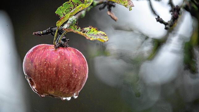 Ein letzter vergessener Apfel, der noch an einem Baum auf einer Streuobstwiese hängt. Mit nicht einmal zehn Euro pro Hundert Kilogramm ...