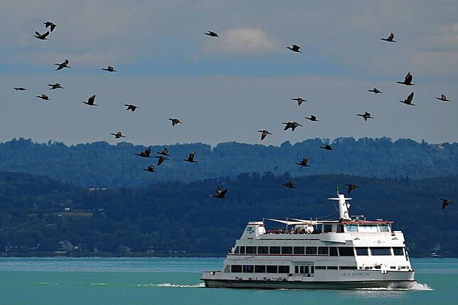Dutzende Kormorane fliegen über dem Bodensee am Passagierschiff „Graf-Zeppelin“ vorbei (Archivbild).