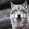 Unser Bild zeigt einen Wolf, der im Tierpark Wildparadies Tripsdrill lebt. In Donaueschingen und Geisingen ist derzeit ein Exemplar in ...