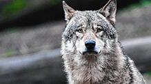 Ein Wolf läuft auf Futter wartend durch ein Gehege (Symbolbild). Immer wieder werden Tiere gerissen und der Wolf steht unter Verdacht, ...