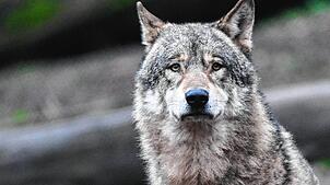 Ein Wolf läuft auf Futter wartend durch ein Gehege (Symbolbild). Immer wieder werden Tiere gerissen und der Wolf steht unter Verdacht, ...