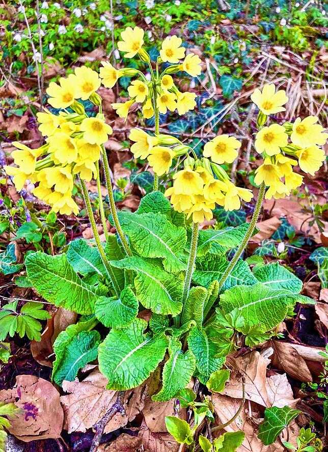 Frühling in Aichen.