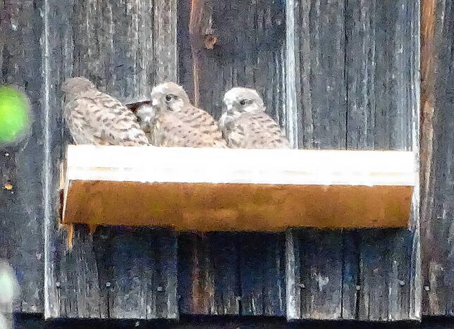 Diese knuffigen jungen Turmfalken sind 2021 auf dem Romäusturm geschlüpft.