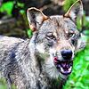 Es gibt weitere Wolfssichtungen auf der Baar, in diesem Fall auf dem Gebiet von Bad Dürrheim. Das Symbolbild stammt aus der Gegend von ...