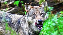 Es gibt weitere Wolfssichtungen auf der Baar, in diesem Fall auf dem Gebiet von Bad Dürrheim. Das Symbolbild stammt aus der Gegend von ...