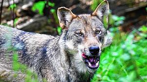 Es gibt weitere Wolfssichtungen auf der Baar, in diesem Fall auf dem Gebiet von Bad Dürrheim. Das Symbolbild stammt aus der Gegend von ...