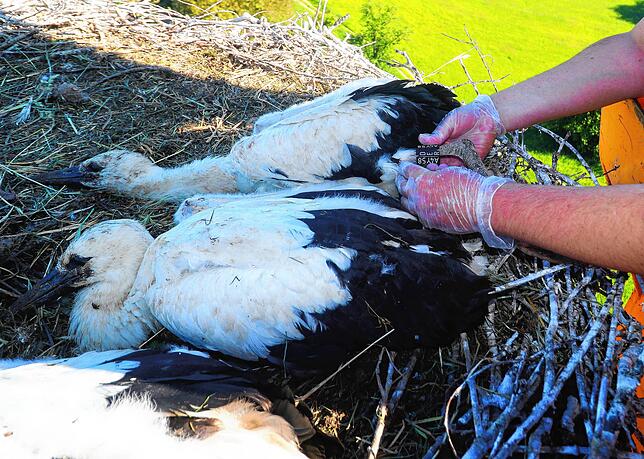 Die Jungstörche stellen sich bei der vermeintlichen Bedrohung tot, so ist es problemlos, die Tiere zu beringen.