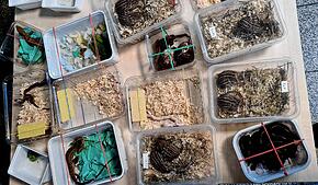 Das Gepäck des Reisenden ist mit Plastikboxen gefüllt, in denen sich lebende Tiere befanden. Unter den Tieren waren neben 16 Schlangen ...
