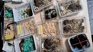 Das Gepäck des Reisenden ist mit Plastikboxen gefüllt, in denen sich lebende Tiere befanden. Unter den Tieren waren neben 16 Schlangen ...