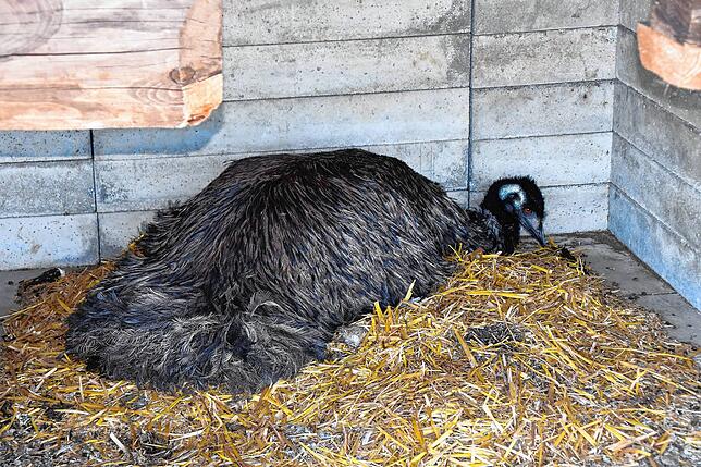Bei den Emus brütet der Vater die Eier aus. Unter seinen Federn, die eher Haaren gleichen, liegt ein ungewöhnliches Gelege.