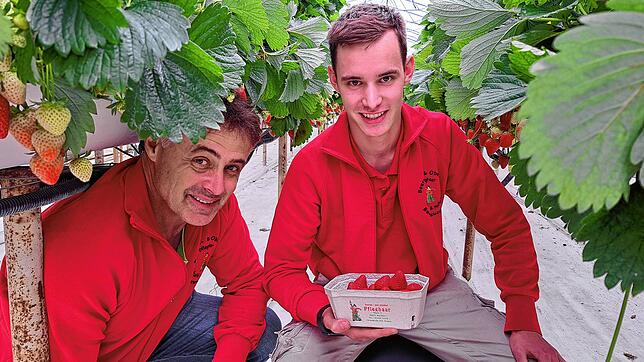 Erich (links) und Julian Pfleghaar vom gleichnamigen Obsthof in Markdorf Reute mit einer frisch gepflückten 500-Gramm-Schale Erdbeeren.