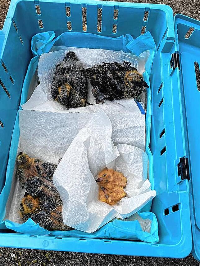 In einer Kiste werden schutzbedürftige Tiere in die Tierschutz-Station gebracht.