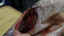 Rote Kiemen sind ein eindeutiges Zeichen: Der Fisch ist frisch.