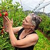 Die Überlinger Landwirtin Antonia Kitt begutachtet Äpfel der Sorte Elstar auf der eigenen Plantage in Brachenreuthe.