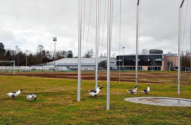 Sportliche Gänse: 2022 spazierten noch fünf Gänse über den Sportplatz.
