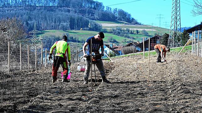 Der Forstbetrieb Schätzle zäunt eine Fläche an der Tiengener Straße in Gurtweil ein und bepflanzt sie. Foto: Alfred Scheuble