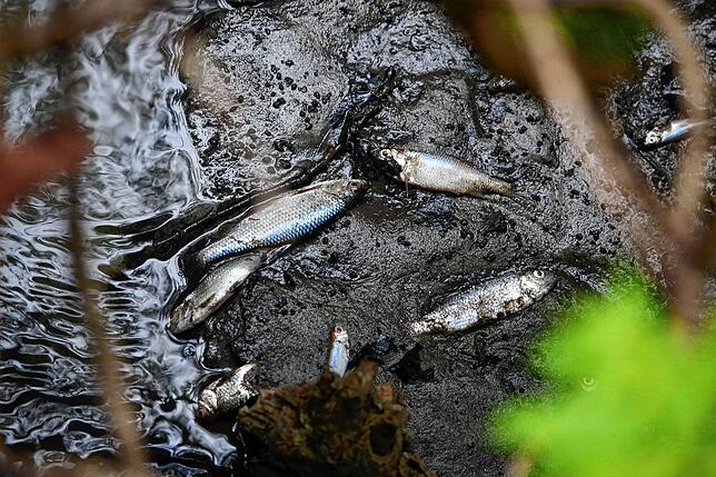 Einige Fische verendeten nach dem Ablassen des Nonnenbachweihers. So etwas sei bei einer solchen Maßnahme aber nicht zu verhindern, so ...