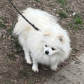 Dieser weiße Spitz-Mischling wurde im Stadtteil Paradies angeleint und ausgesetzt gefunden. Polizisten übergaben den Vierbeiner in die ...