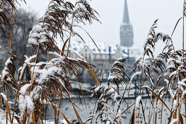 Der erste Schnee des Winters am Radolfzeller Seeufer.