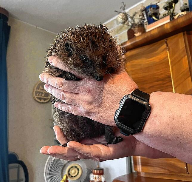 Helga Weißkopf hält Igel Willy in den Händen, der bereits mehrfach von ihr versorgt wurde. Immer wieder hatte er mit Verletzungen zu ...