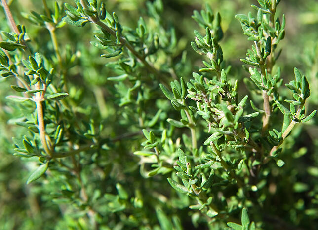 Beliebtes Küchenkraut, das auch Wildbienen begeistert: Thymian.