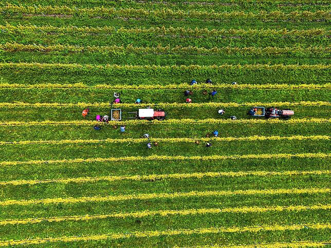 Reiche Ernte auf der Reichenau (Archivbild).