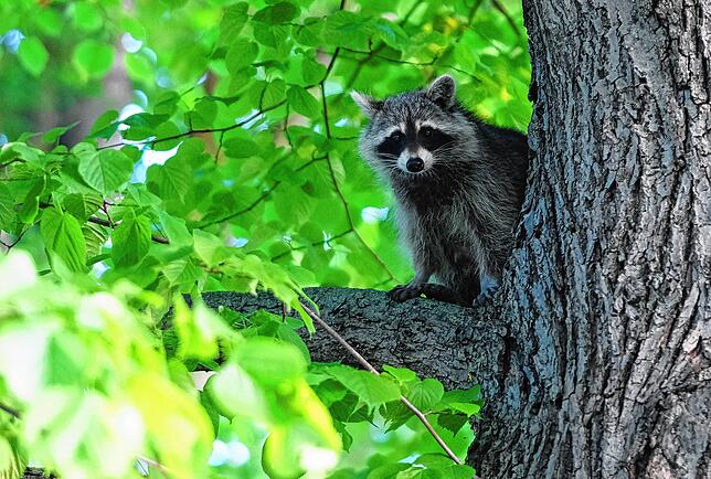 Ein Waschbär sitzt im Baum einer Grünanlage. Die Raubtiere stammen ursprünglich aus Nordamerika (Symbolbild).
