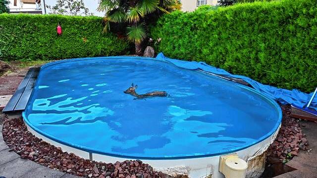 In Rheinfelden landete im Juni ein Reh in einem Pool.