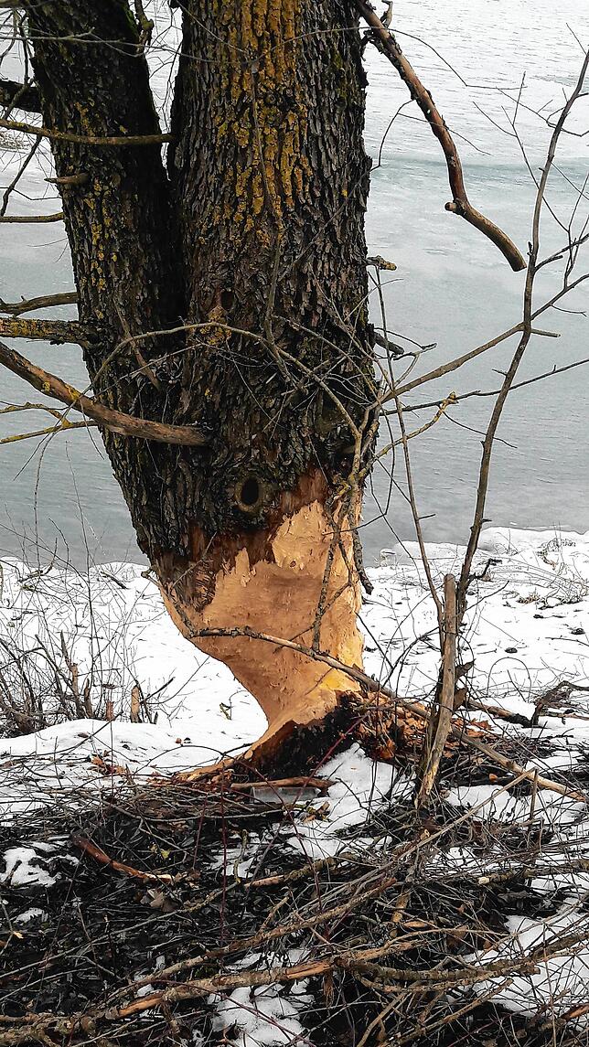 Der Biber als Holzfäller weiß genau, was er tut und wie der Baum zu fallen hat.