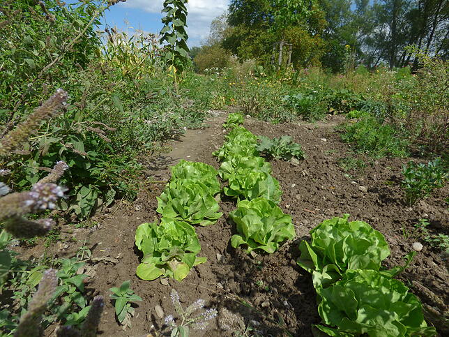 Kopfsalat sprießt im Garten des Vereins Stadtoasen
