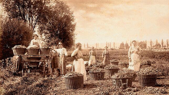 Feldarbeit 1902: Gemüsegärtner befüllen Weidenkörbe mit Zwiebeln für einen großen Schweizer Zwiebelmarkt.