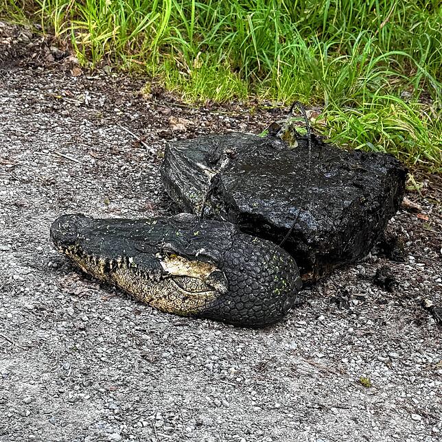 Die täuschend echt aussehende Attrappe eines Krokodilkopfs war an einem Stein befestigt. Neben der Feuerwehr eilten auch Konstanzer ...