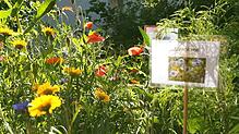 Mit einer bunten Blumenwiesen kann jeder etwas gegen das Insektensterben tun. Die Stadt Schramberg verteilt nun kostenlose Samentütchen ...