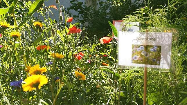 Mit einer bunten Blumenwiesen kann jeder etwas gegen das Insektensterben tun. Die Stadt Schramberg verteilt nun kostenlose Samentütchen ...