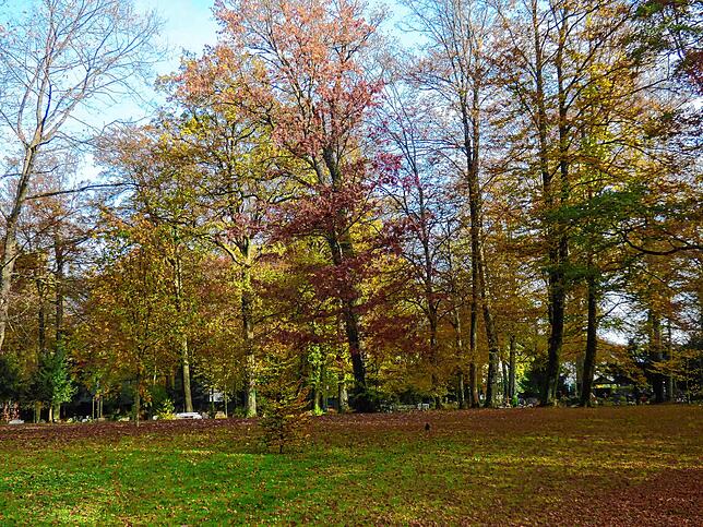 Schön anzuschauen sind die farbenfrohen Laubbäume im Herbst – doch bereitet das herabgefallene Laub auch einiges an Arbeit.