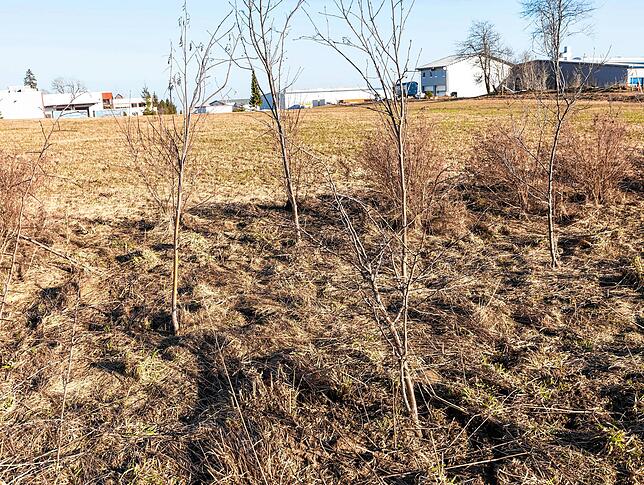 Um eine fünfreihige Heckenpflanzung soll die bereits als Ausgleichsmaßnahme bestehende Hecke nördlich des Gewerbegebietes erweitert ...