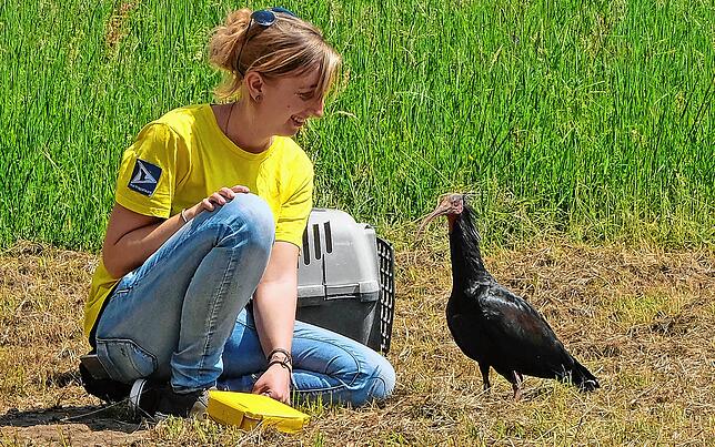Nach drei Jahren zurück am Bodensee: Waldrapp Zoppo kennt seine Ziehmutter Anna Gabriela Schmalstieg nach wie vor, die ihn 2017 rund ...