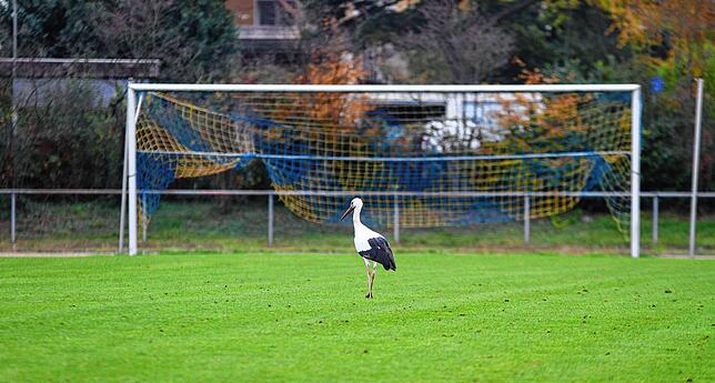 Ein Storch testet die Platzverhältnisse des Tabellenersten der Bezirksliga Hochrhein, dem SV Herten. Im Gegensatz zu den Amateurkickern ...