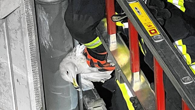 Die Feuerwehr Bodman-Ludwigshafen musste eine Möwe retten, die sich zwischen dem Dach und der Dachrinne eines Hauses eingeklemmt hatte.
