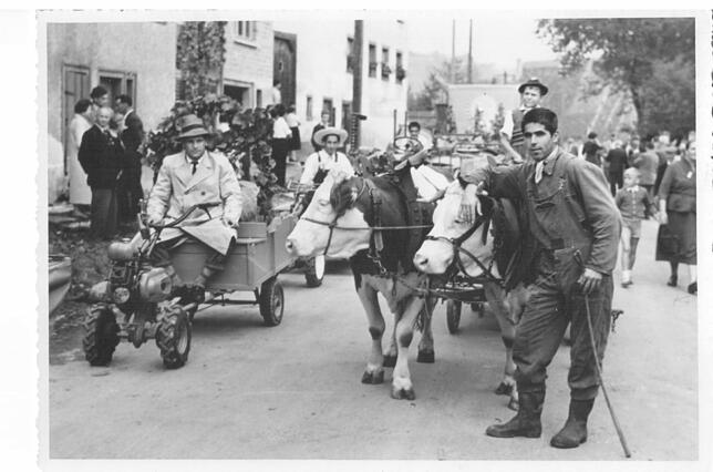 Ein Bild aus den 1960er Jahren des Erzinger Winzerfestumzugs zeigt, dass damals noch mit Ochsengespannen und dem Einachser gefahren wurde.