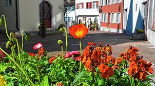 In Orange und in Pink-Rosa leuchten nun die ersten Frühblüher im Stadtbild. In der Ulrichstraße sind sie schöne Hingucker.